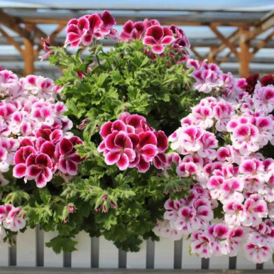 Pelargonie_1-768x512