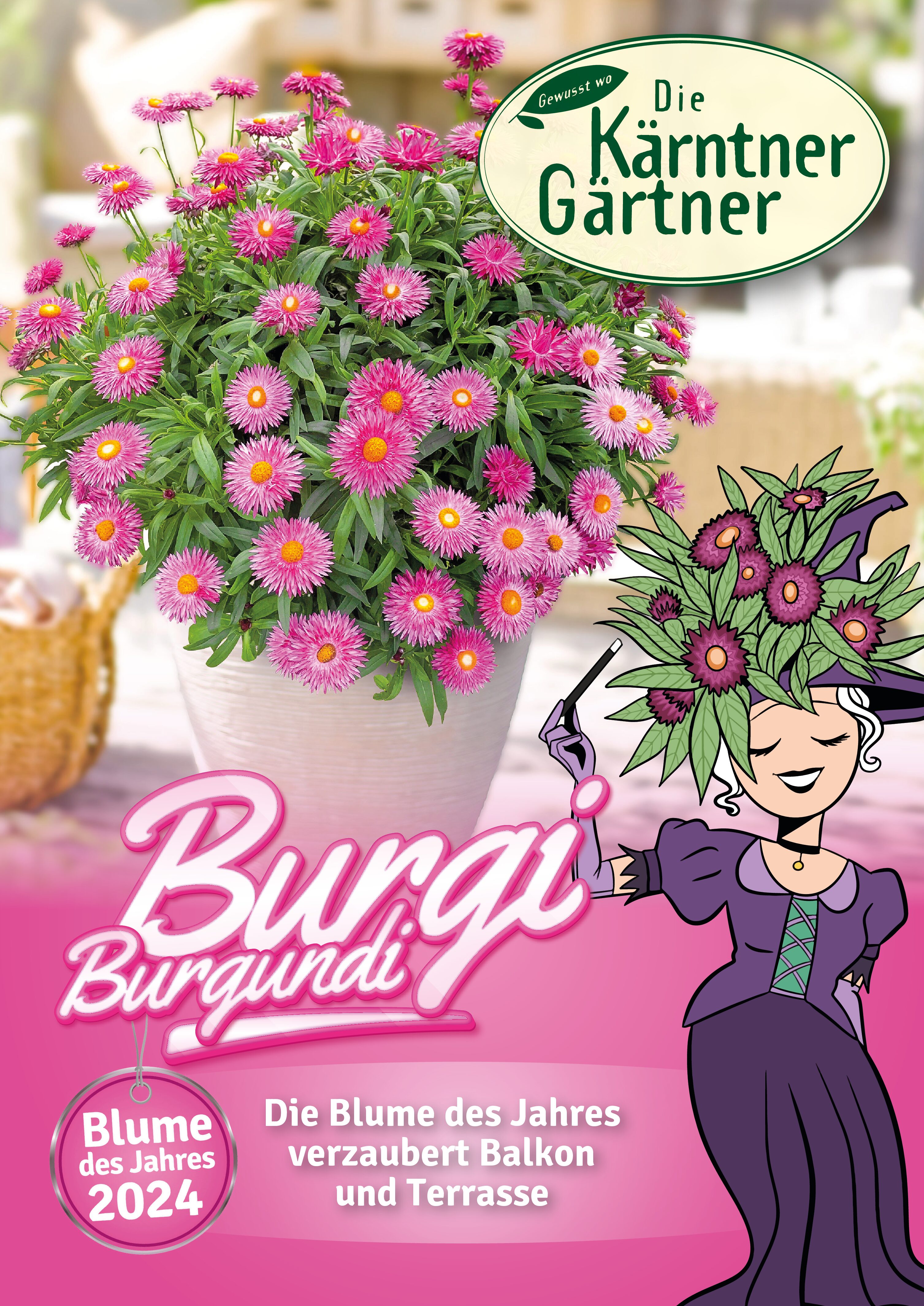 Burgi Burgundi Blume des Jahres 2024 Die Kärntner Gärtner