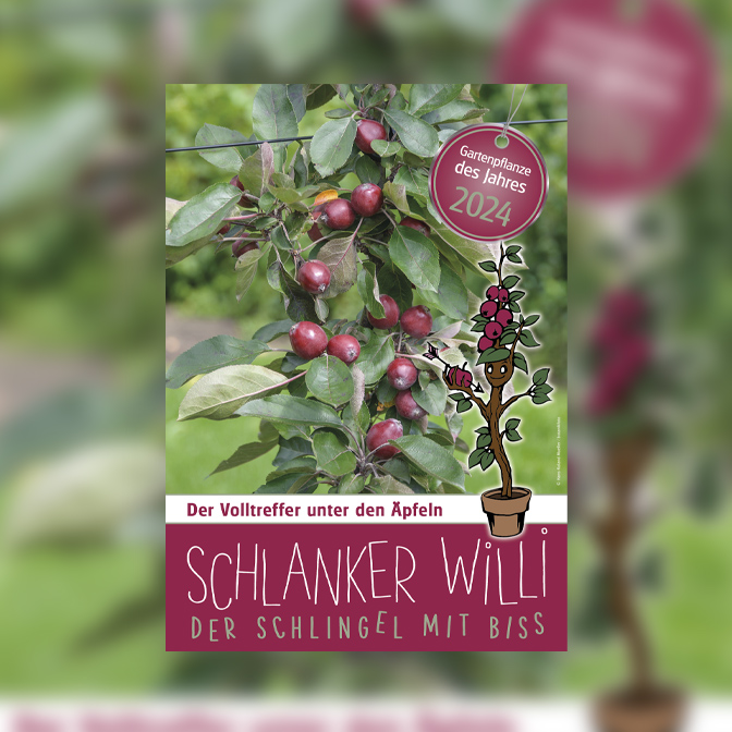 Schlanker Willi - Pflanze des Jahres 2024